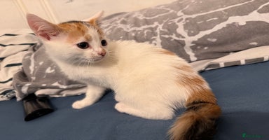 Mixed Breed cats - Advert 4
