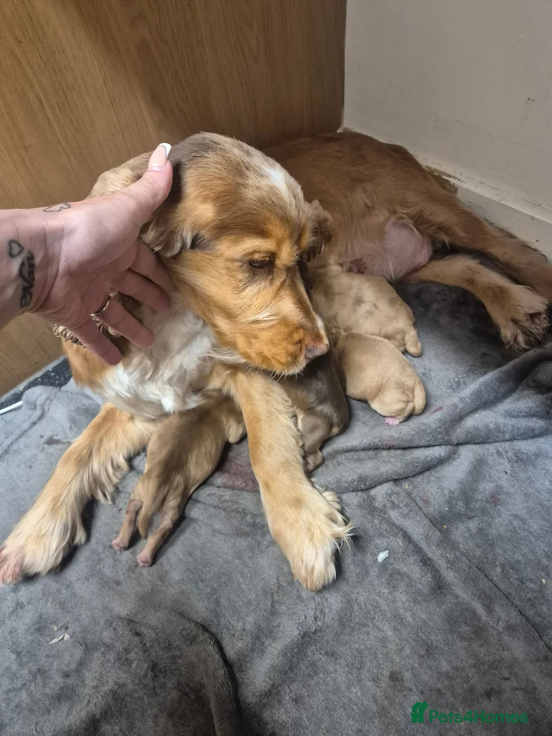 Cockapoo dogs for sale: Cocker spainels puppies - Advert 1