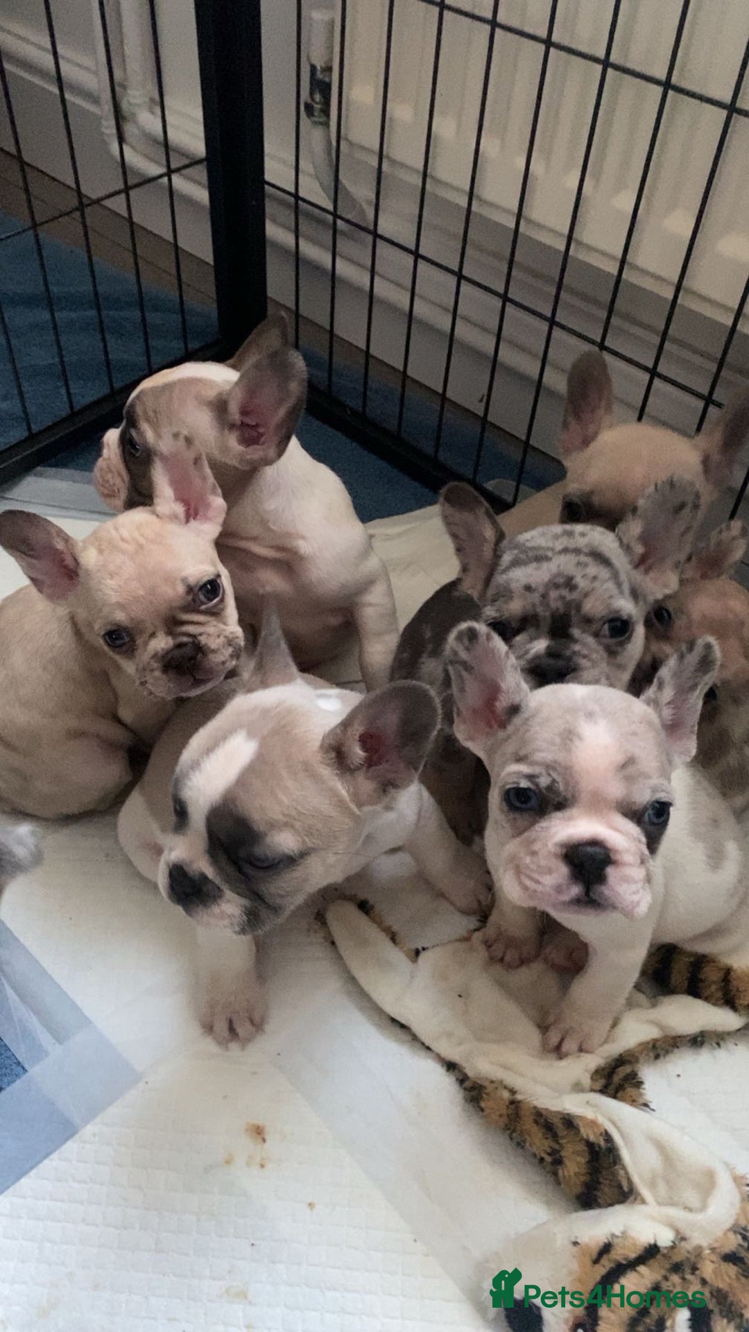 French Bulldog dogs for sale: 8 adorable frenchie pups  - Advert 6