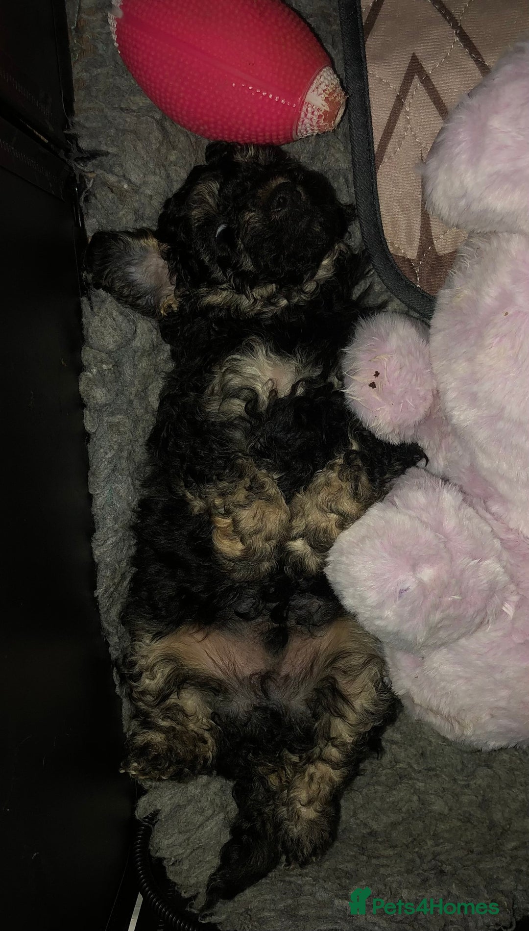 Toy Poodle dogs for sale: Teddy is ready to go! - Advert 3