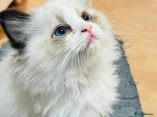 Ragdoll cats Pedigree seal ragdoll male kittens - Advert 16