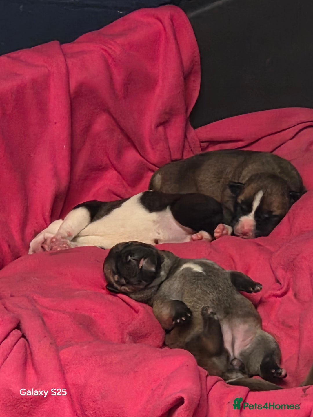 Mixed Breed dogs for sale: Akita mix - Image 4