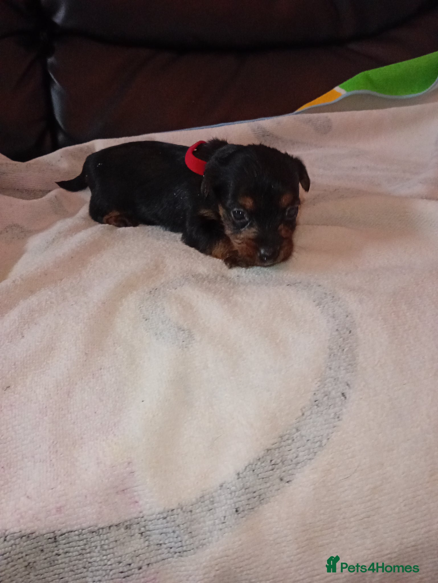 Mixed Breed dogs Terrier - Advert 5