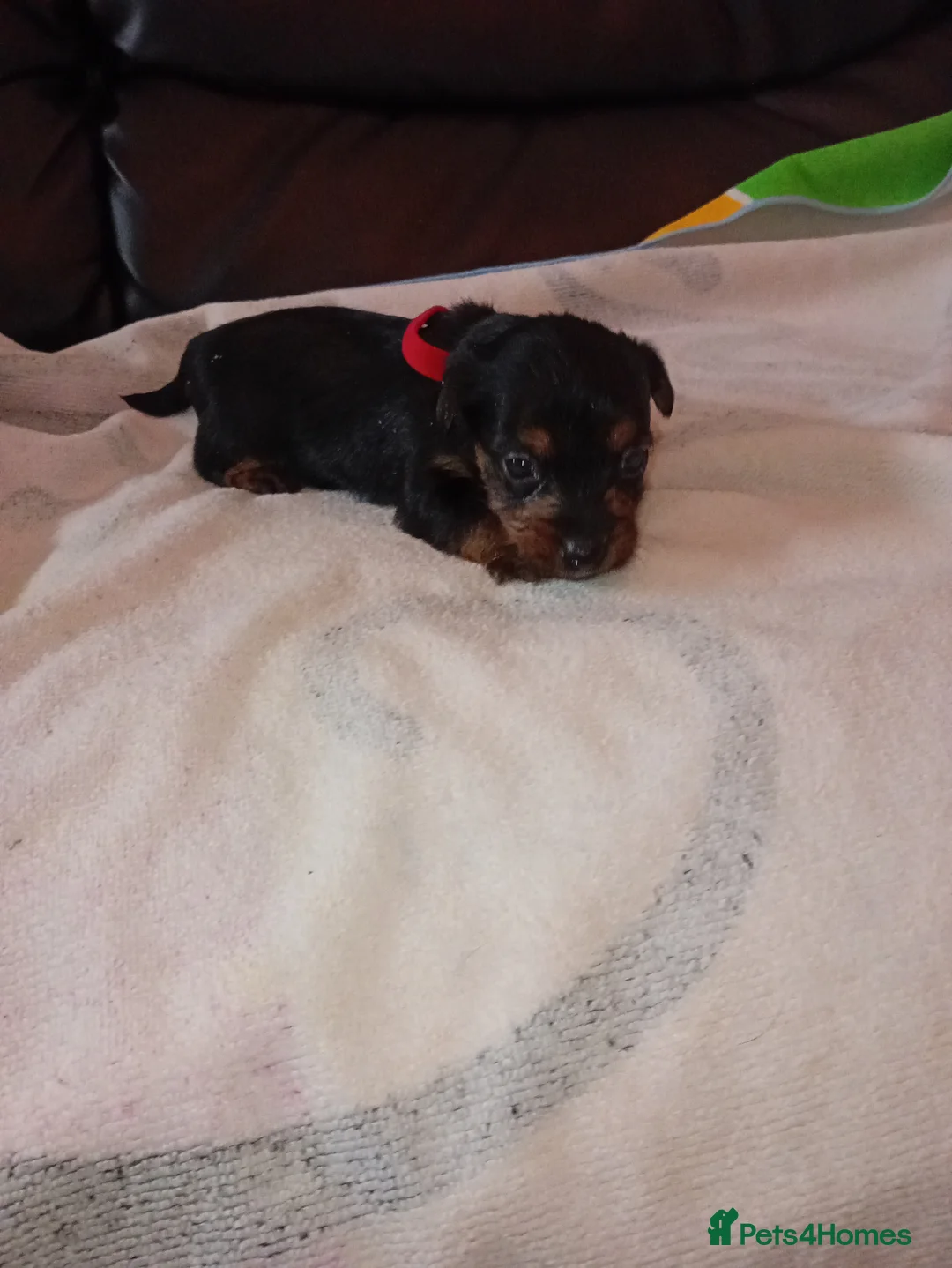 Mixed Breed dogs for sale: Terrier in Crawley - Advert 2