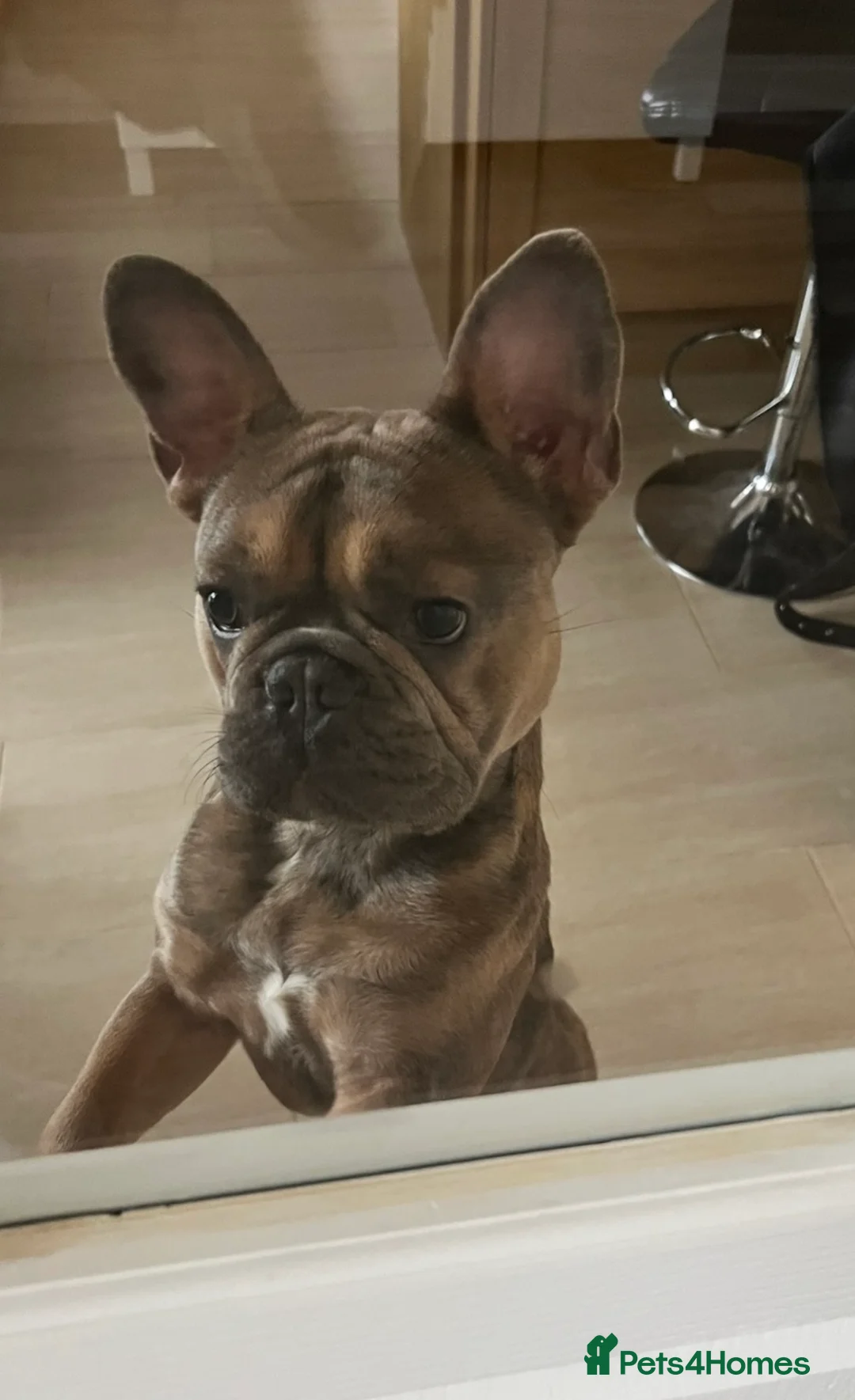 French Bulldog dogs for stud: French Bulldog Stud Dog Available - Advert 2