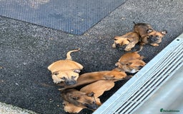 German Shepherd dogs for sale: Belgian Malinois  - Image 18