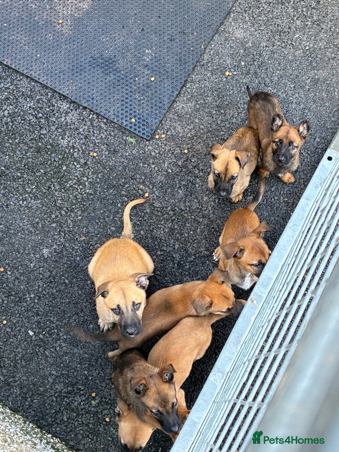 German Shepherd dogs for sale: Belgian Malinois  - Image 18
