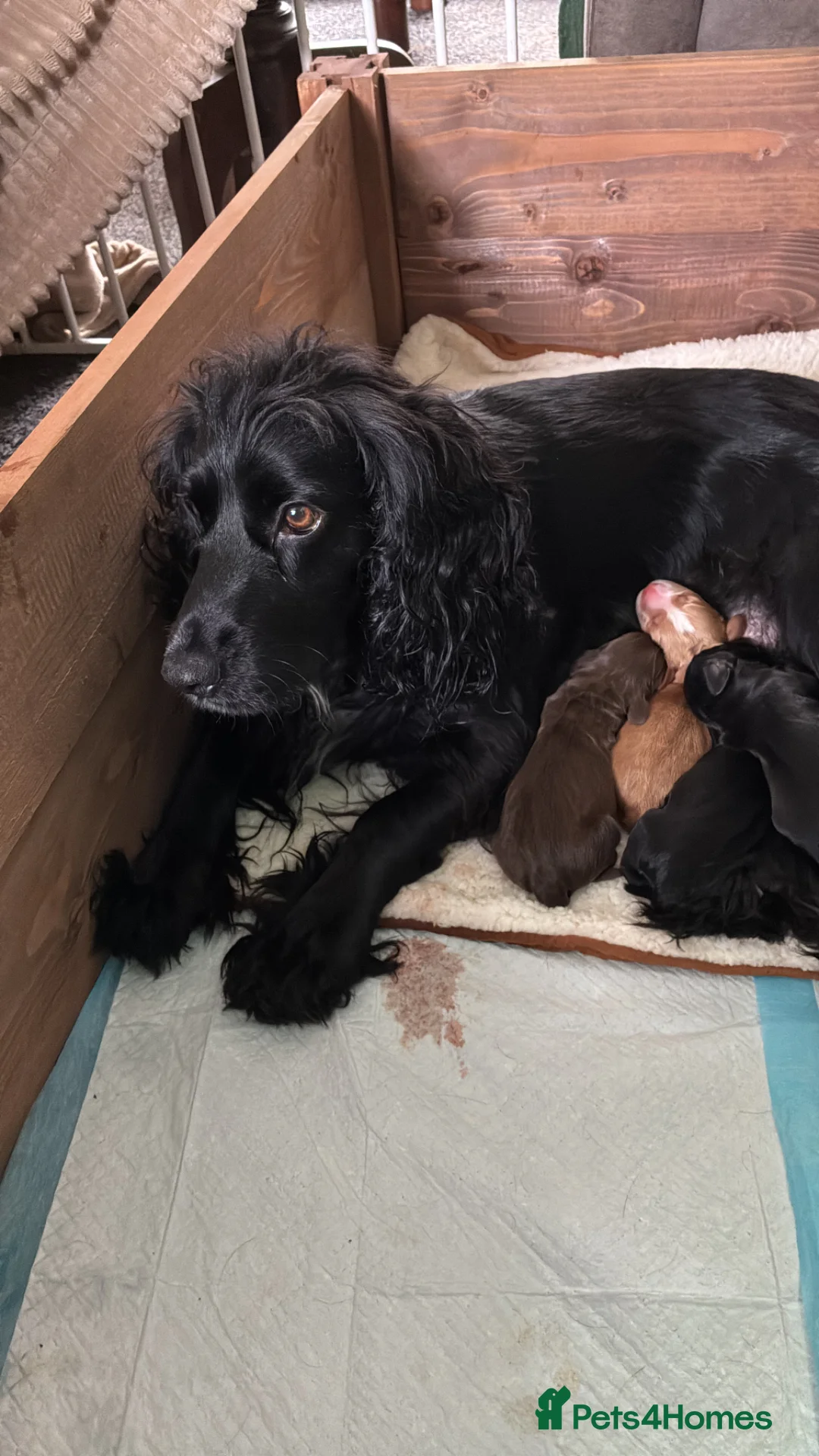 Cocker Spaniel dogs for sale: Lola’s beautiful babies  - Advert 1