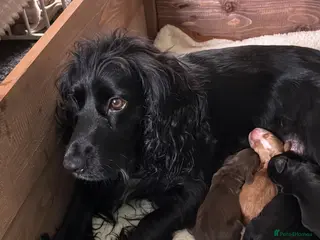 Cocker Spaniel dogs Lola’s beautiful babies - Advert 2