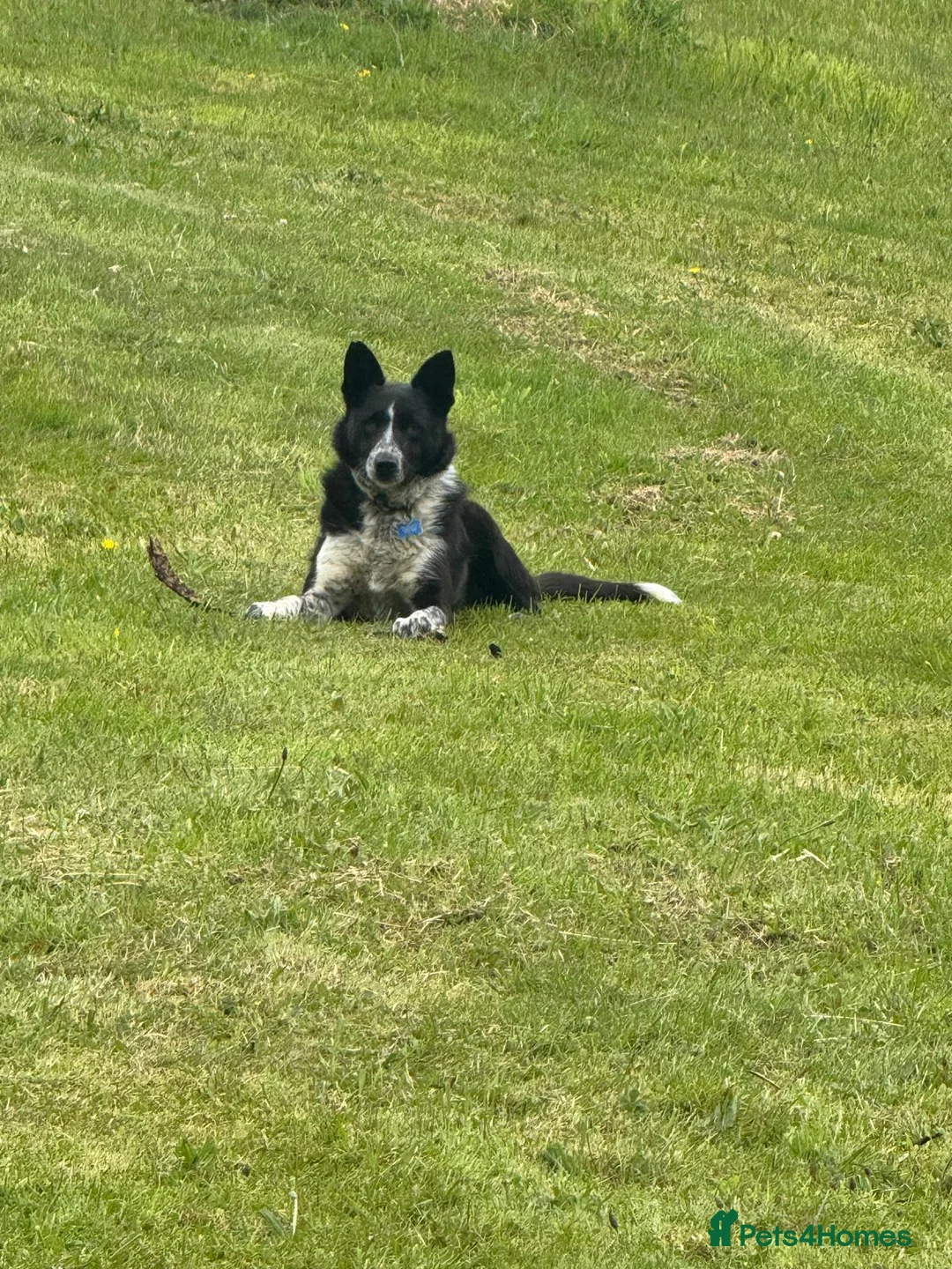 Border Collie dogs for sale: Border Collie for Rehoming - Advert 1