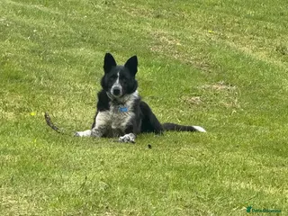 Border Collie dogs Border Collie for Rehoming - Advert 2