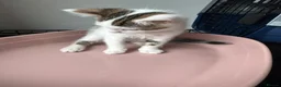 Mixed Breed cats for sale: Lovely male kittens - Advert 6