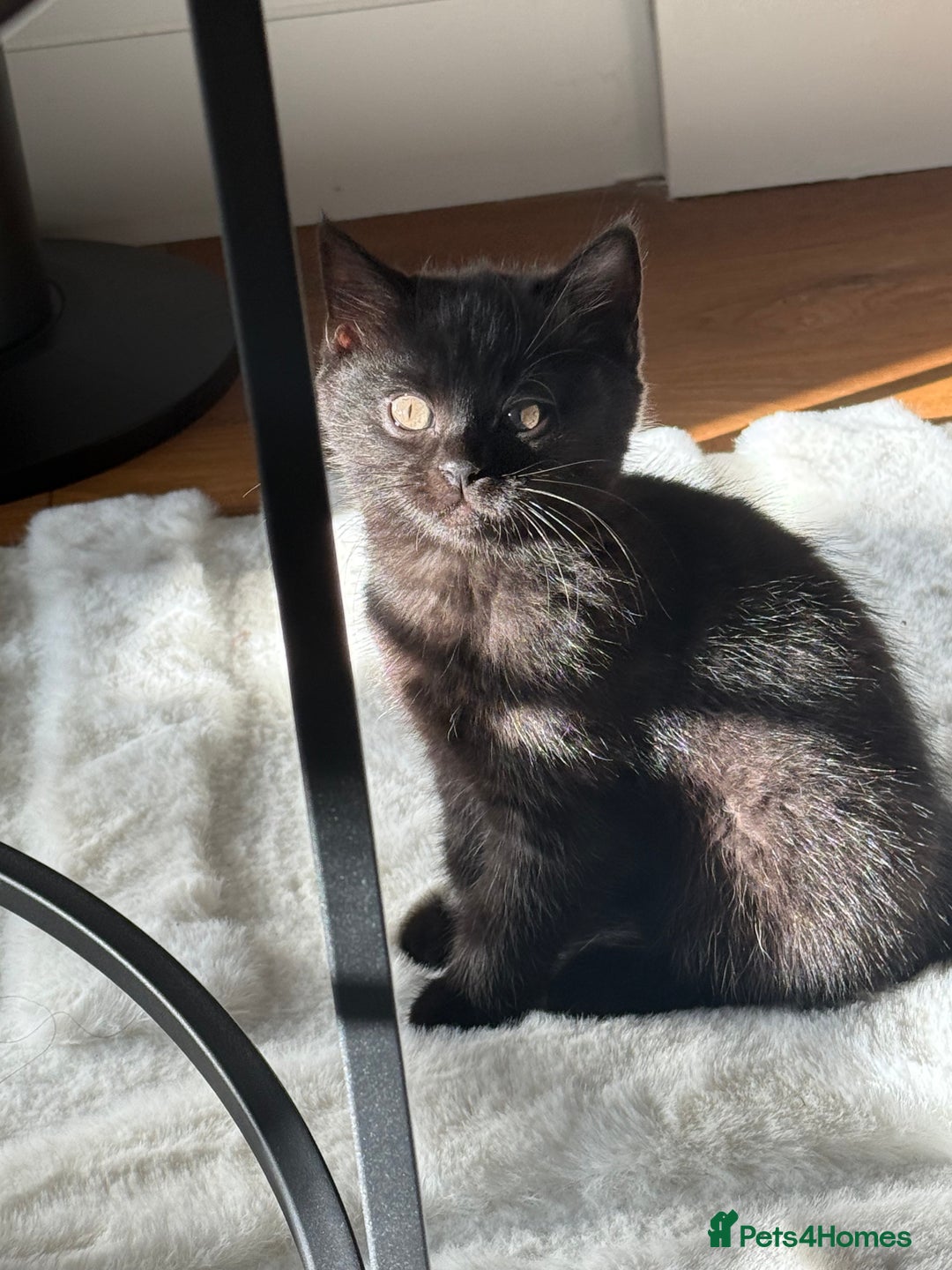 British Shorthair cats for sale: Fluffy Chocolate British Shorthair Kittens 🐾 - Image 28