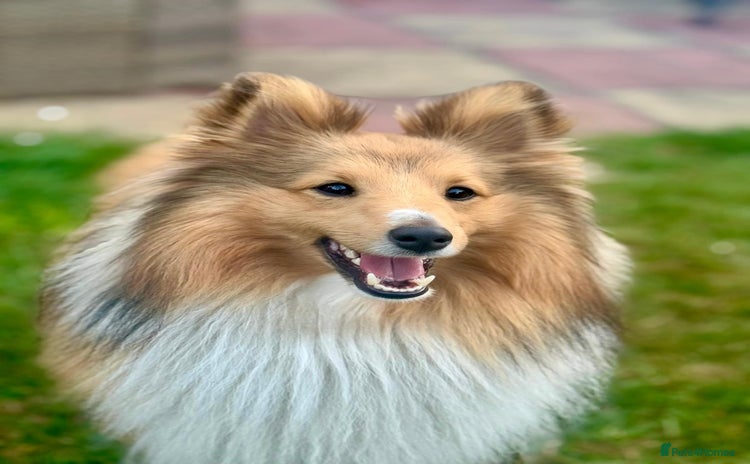 Shetland Sheepdog dogs - Advert 5