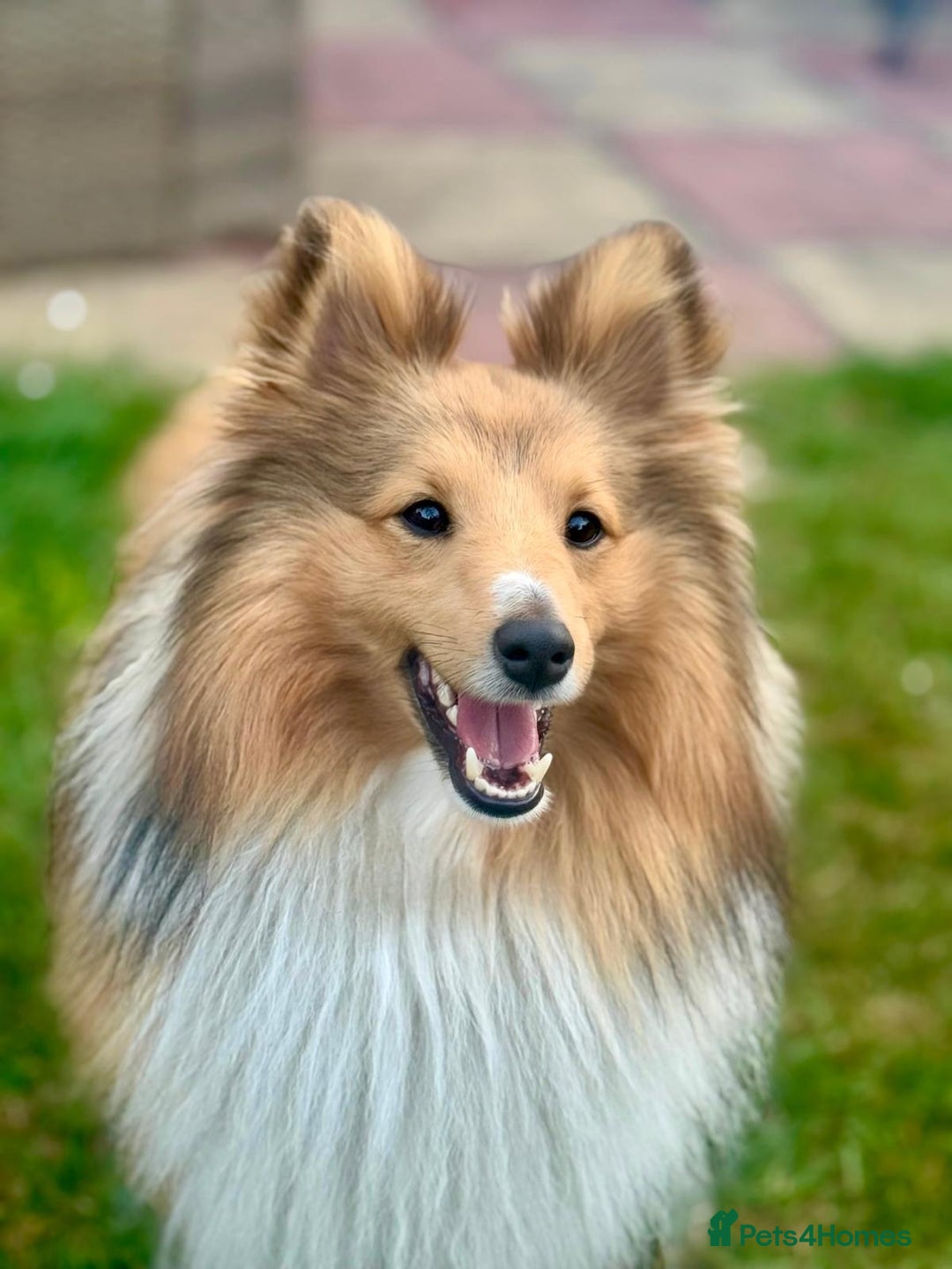 Shetland Sheepdog dogs for stud: Shetland Sheepdog for Stud - Image 1