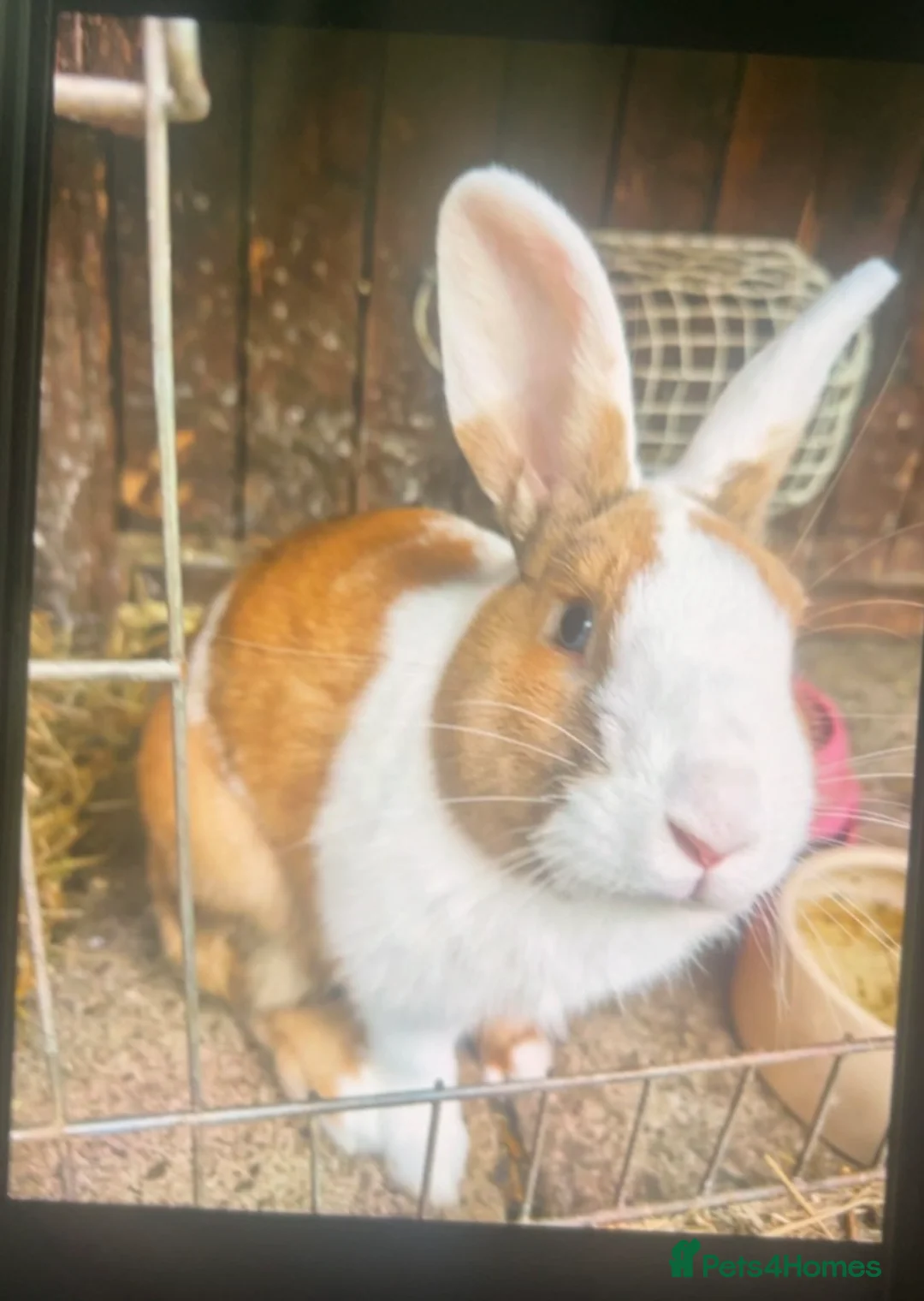 Mixed Breed rabbits for sale: 2 beautiful blue eyed male magpie harlequin dutch - Advert 20