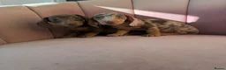 Miniature Dachshund dogs for sale: Beautiful Dachshund Male Puppies Ready now  - Advert 16