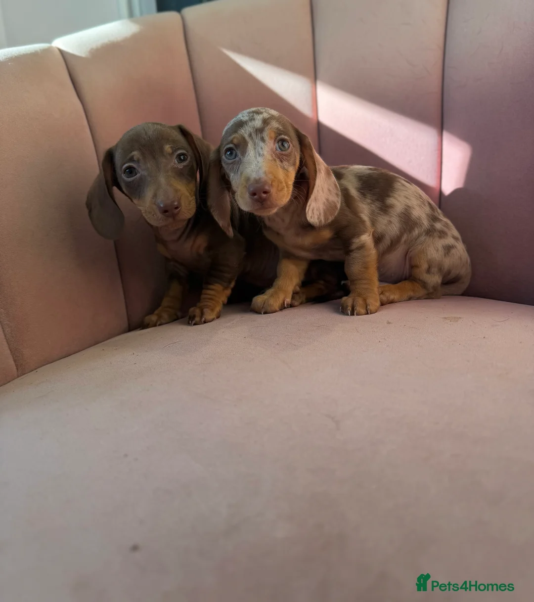 Miniature Dachshund dogs for sale: Beautiful Dachshund Male Puppies Ready now  - Advert 16