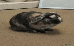 Mini Lop rabbits for sale: Beautiful boy mini lop  - Image 3
