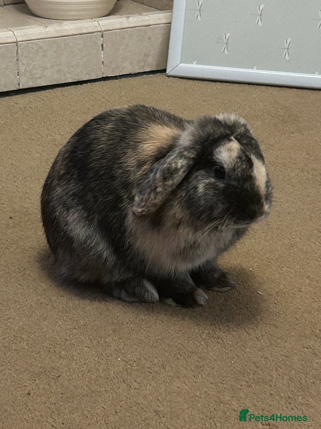 Mini Lop rabbits for sale: Beautiful boy mini lop  - Image 3