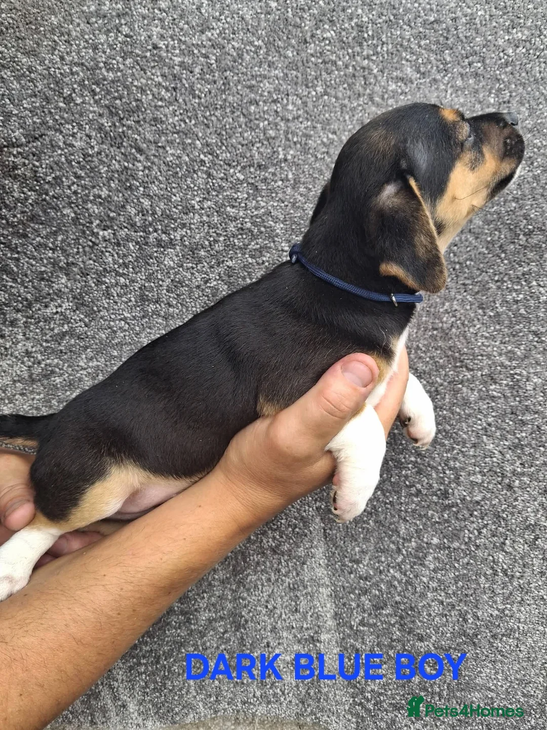 Jack Russell dogs for sale: Jack russells  - Advert 2
