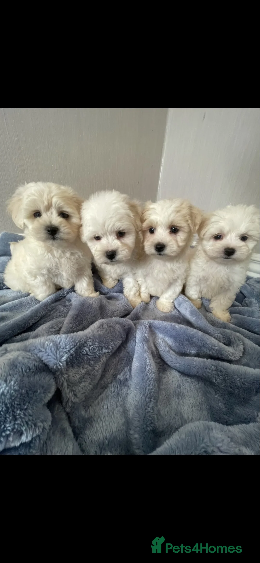 Maltipoo dogs for sale: 🐾Maltipoo puppy’s 🐾  - Advert 2
