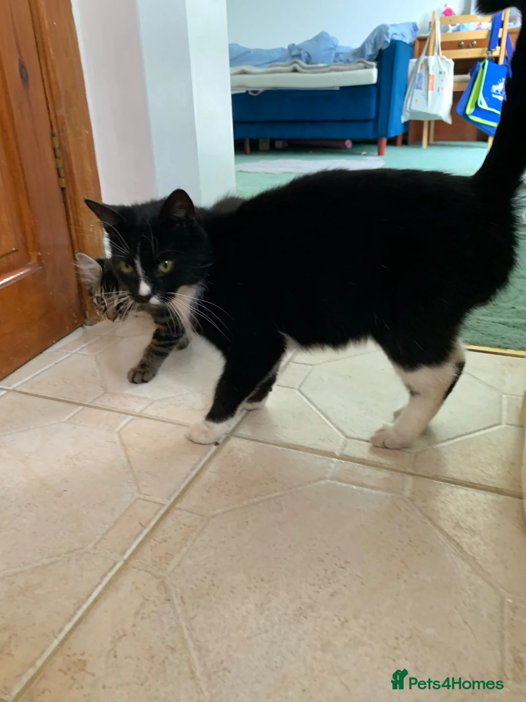 Mixed Breed cats for sale: Kittens  in Harrow - Advert 1