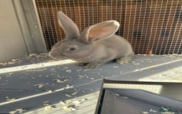 Continental Giant rabbits for sale: 3 Continental giant rabbit babies - Advert 2