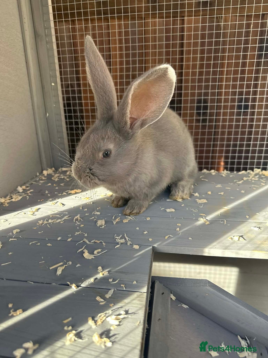 Continental Giant rabbits for sale: 3 Continental giant rabbit babies - Advert 2