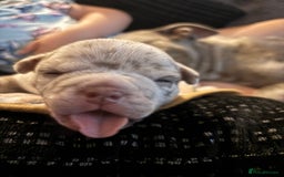 American Bully dogs for sale: Pocket Bully  - Image 6