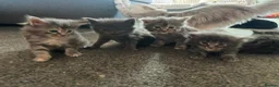 Maine Coon cats for sale: 🐾 TICA Registered Maine Coon Kittens 🐾 - Advert 8
