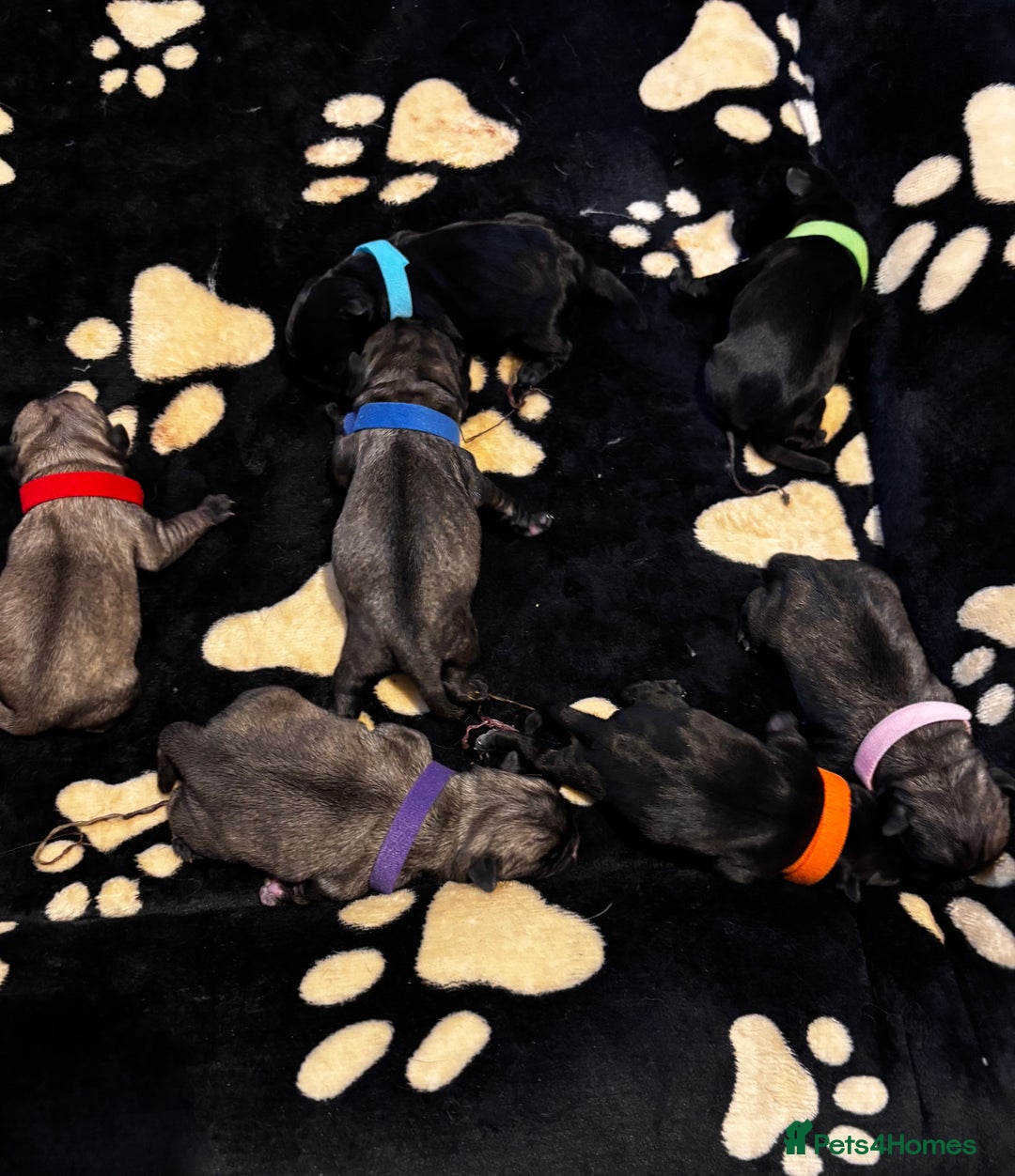 Pug dogs for sale: Puppies - Image 30