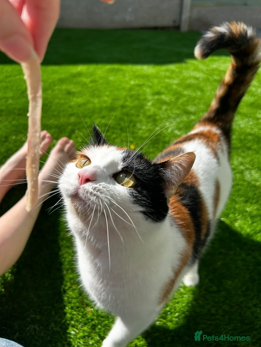 Mixed Breed cats for sale: Beautiful 3 year old cat ***free*** - Advert 1