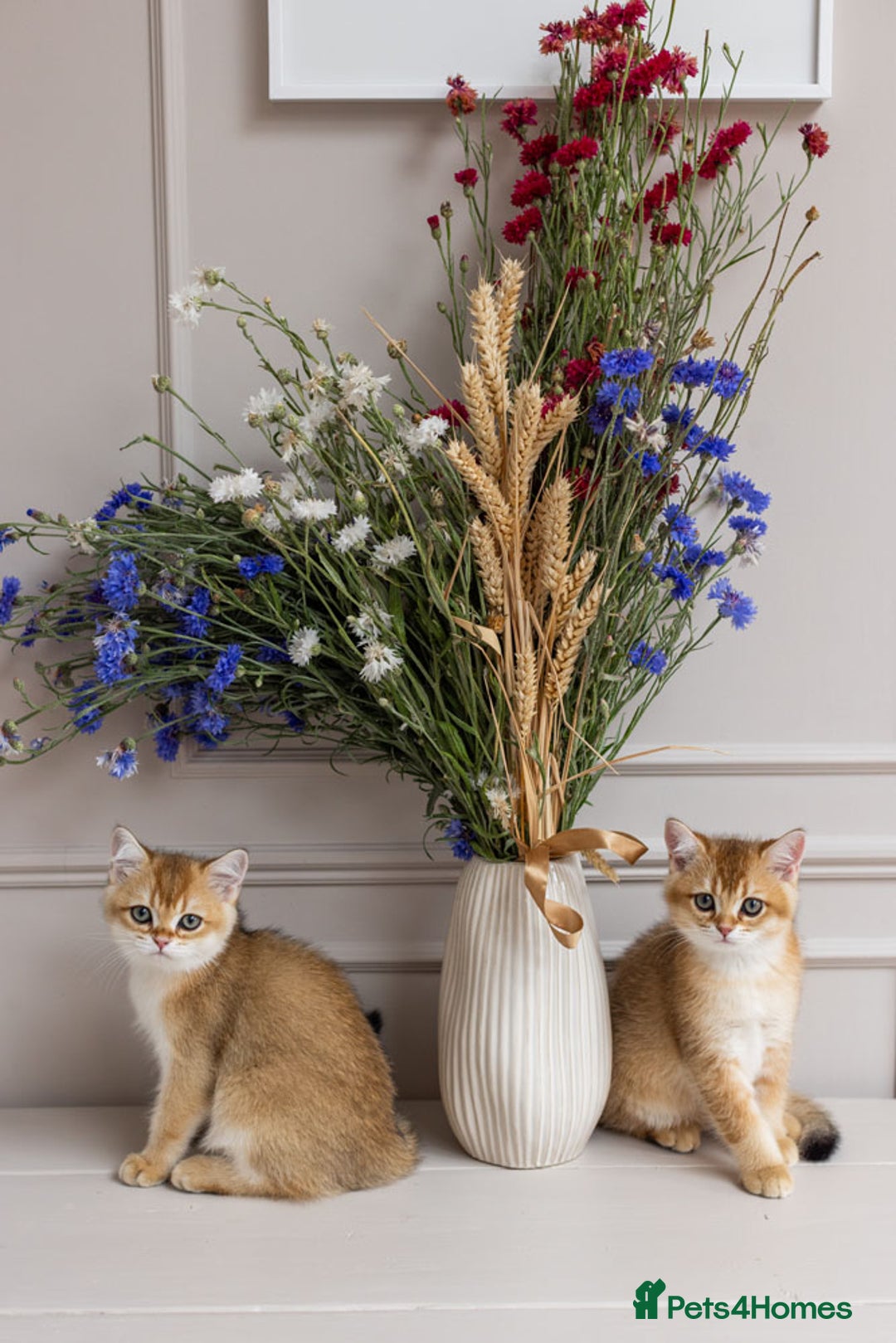 British Shorthair cats for sale: Ready now gorgeus Golden British SH male kitten - Image 14