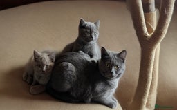 British Shorthair cats for sale: Cute British Shorthair Kittens - Image 3