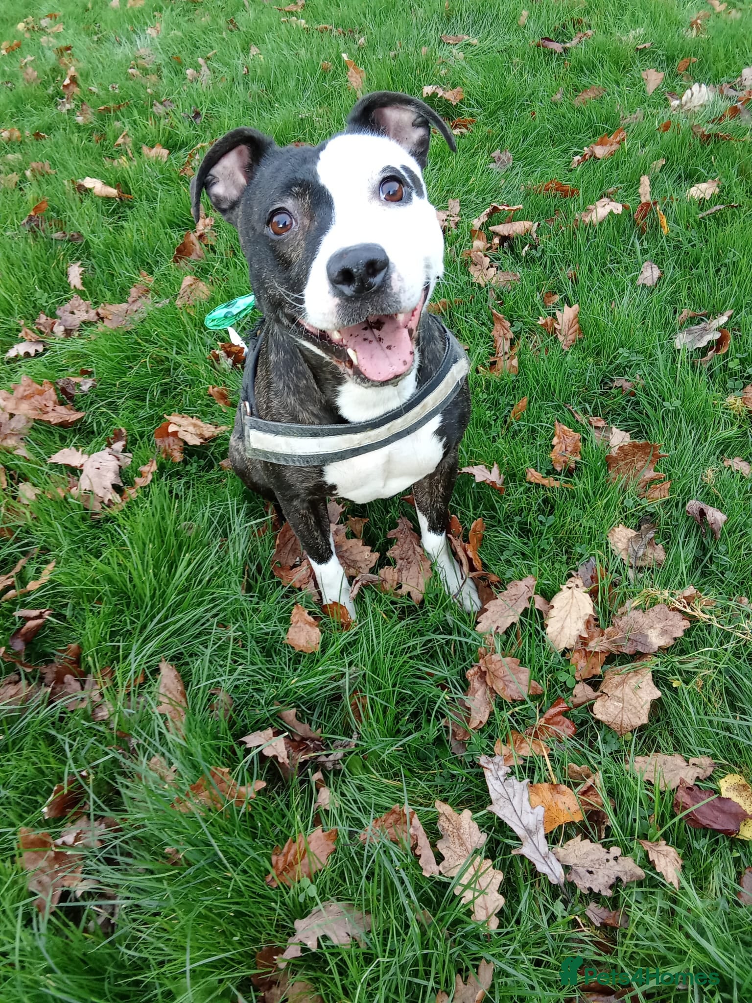 Staffordshire Bull Terrier dogs Zula  - Advert 18