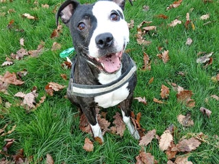 Staffordshire Bull Terrier dogs Zula - Advert 18