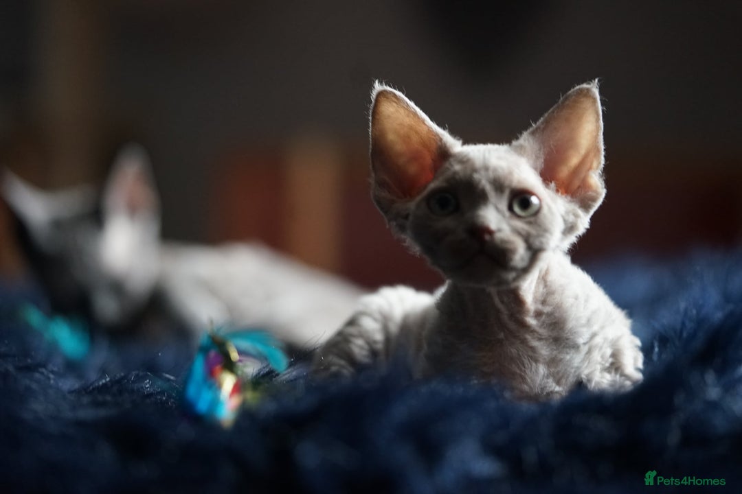 Devon Rex cats for sale: Ravel 💜male Devon Rex ( Reserved) - Advert 37