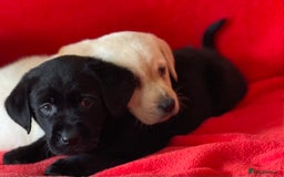 Labrador Retriever dogs for sale: Beautiful chunky Labrador pups NOW READY - Image 3