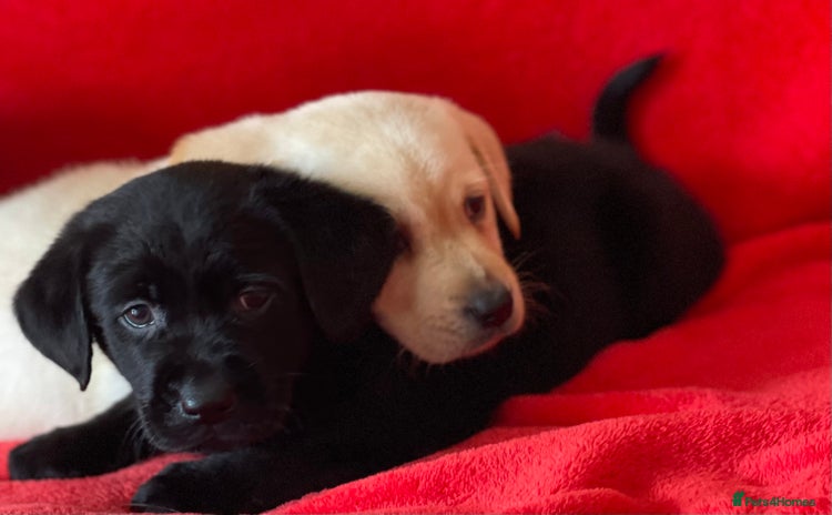 Labrador Retriever dogs - Advert 4