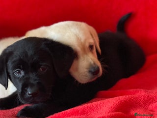 Labrador Retriever dogs - Advert 8