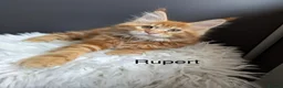 Maine Coon cats for sale: Outstanding Russia lines baby boys  - Advert 4