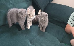 Scottish Fold cats for sale: For sale Scottish fold kitties  - Image 17