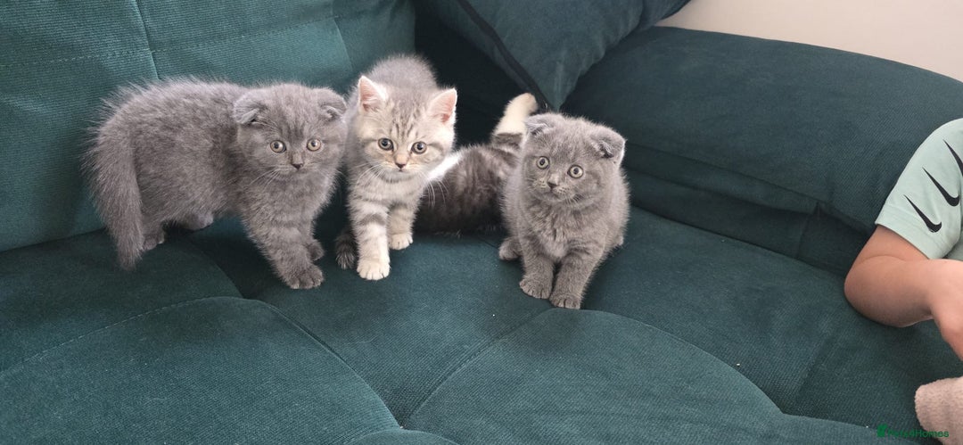 Scottish Fold cats for sale: For sale Scottish fold kitties  - Image 17