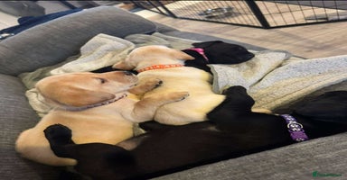 Labrador Retriever dogs - Advert 13