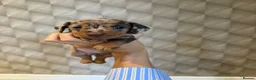 Miniature Dachshund dogs for sale: Exquisite Chocolate  Miniature Dachshunds in Ipswich - Advert 4