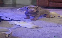 Dachshund dogs for sale: Miniature dashhound pups - Image 7