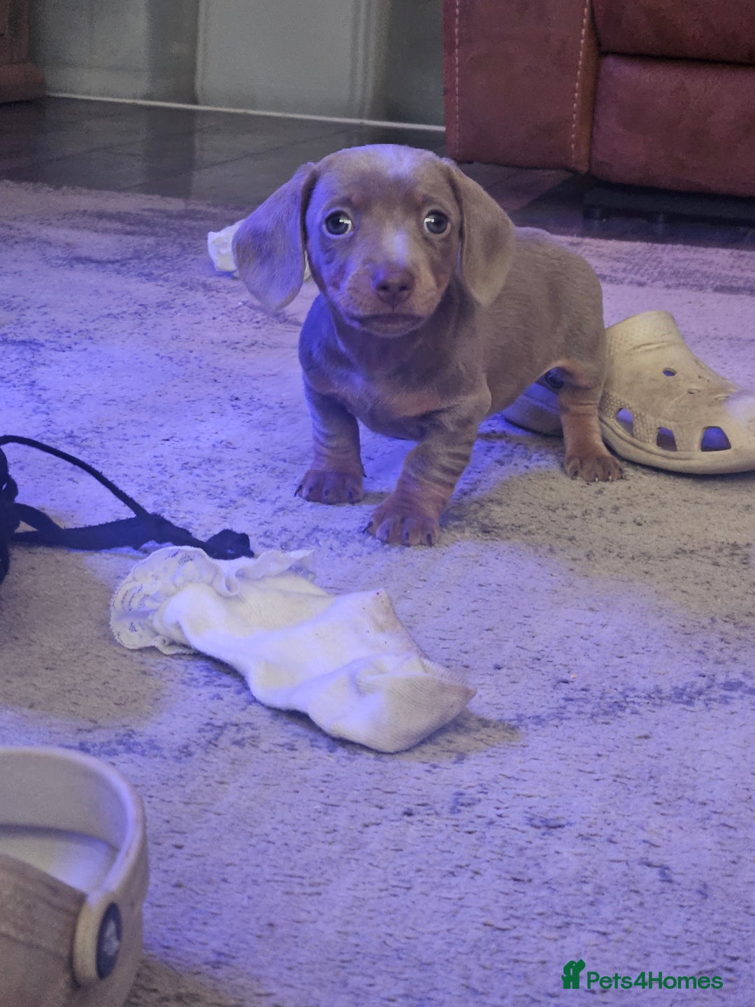 Dachshund dogs for sale: Miniature dashhound pups - Image 7