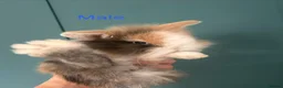 Mini Lion Lop rabbits for sale: 6 Mini Lion Lop Bunnies Available 🐰 - Advert 8
