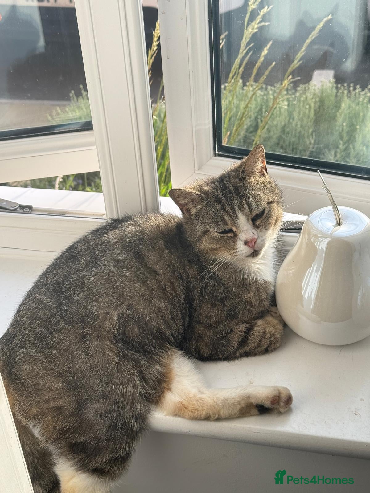 Mixed Breed cats for sale: Version x british short-hair  - Advert 1